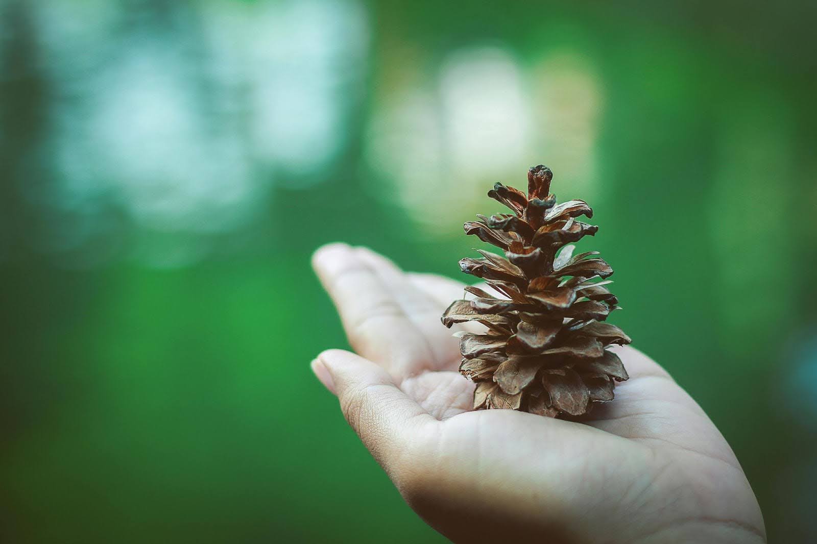 Master of Environmental Science in canada