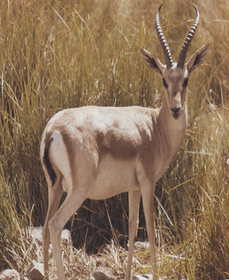 CHINKARA