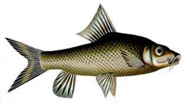 Hump-backed Mahseer