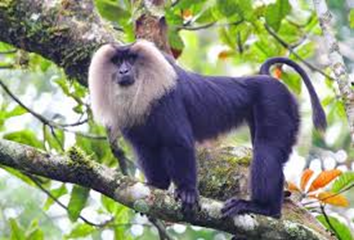 LION TAILED MACAQUE