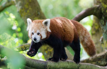 RED PANDA