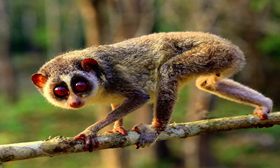 Slender Loris