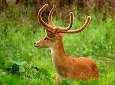 SANGAI DEER/THAMIN OR BROWN ANTLERED DEER /ELD'S DEER