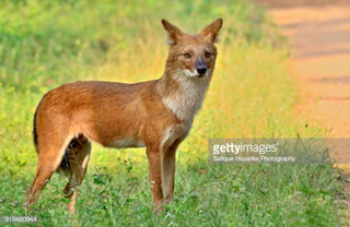 HOLE/ ASIATIC WILE DOG OR INDIAN WILD DOG